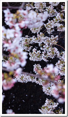 sakura